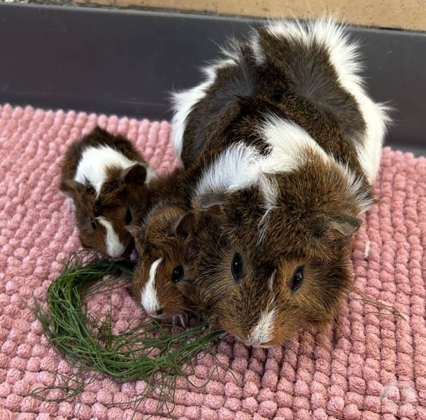 Nagetiere