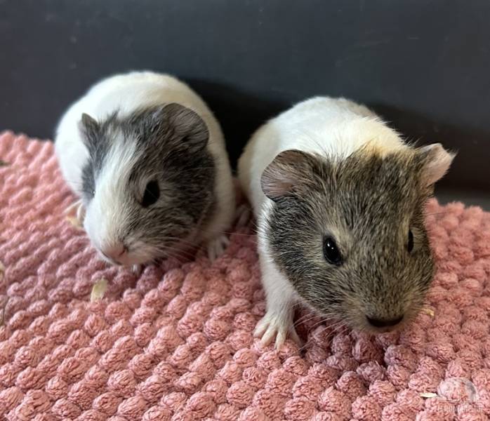 Nagetiere