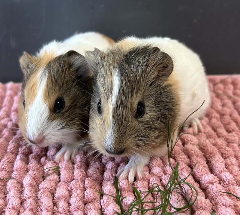 Mono und Miles, glatthaar – Kleintier zur Adoption in Volketswil (ZH)
