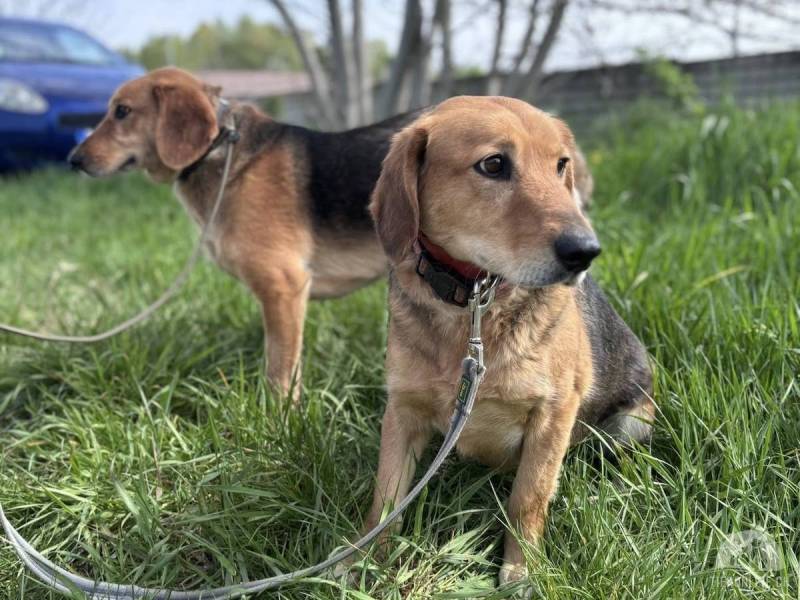 Hunde Ausland