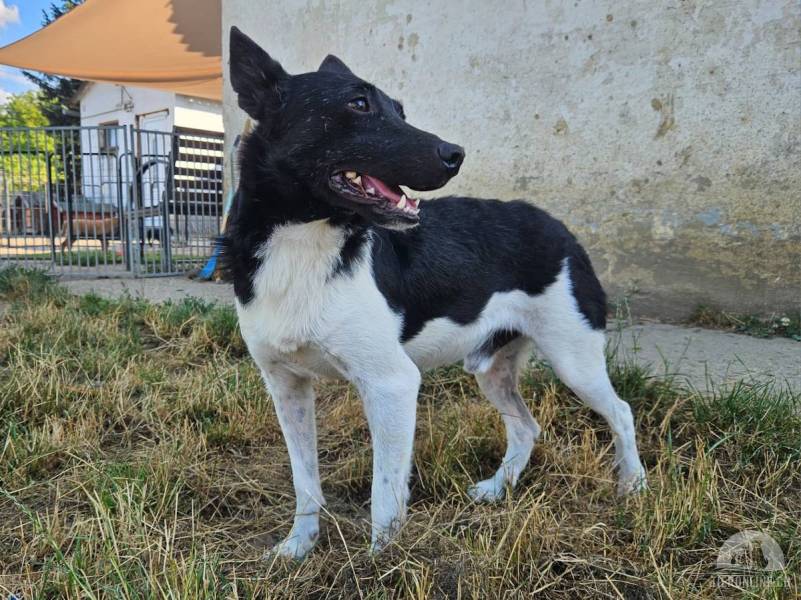 Hunde Ausland