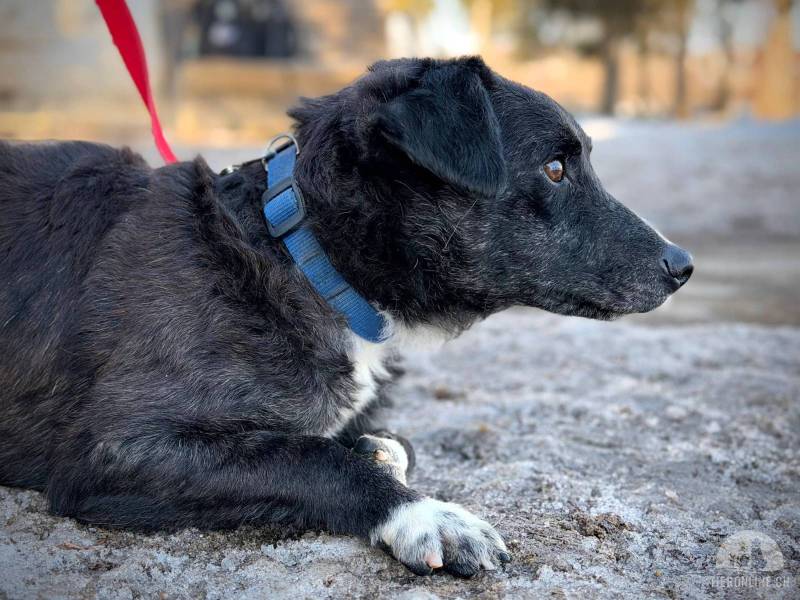 Hunde Ausland