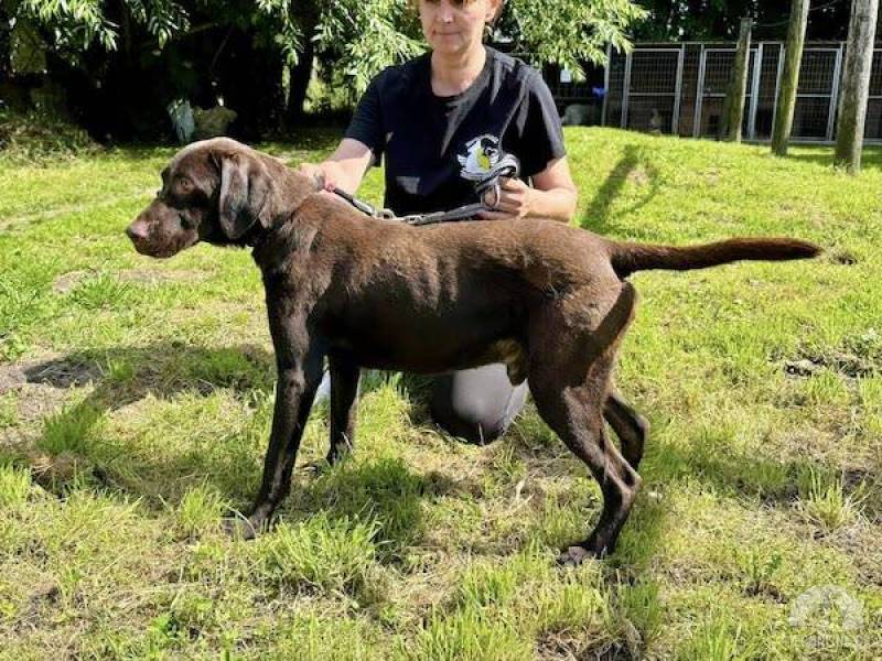 Hunde Ausland