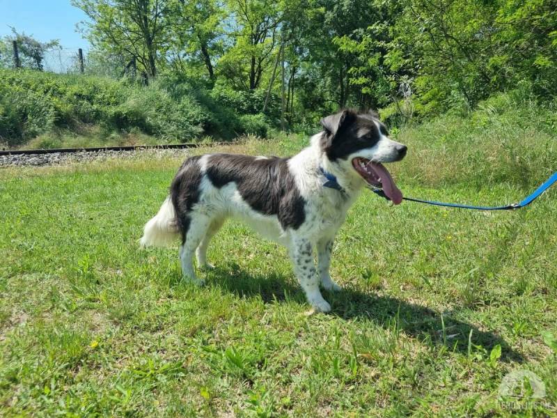 Hunde Ausland