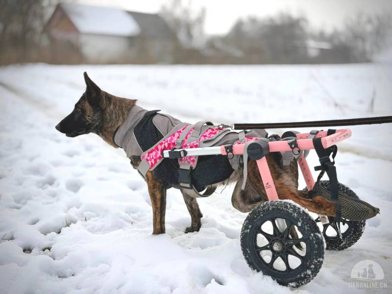 Hunde Ausland