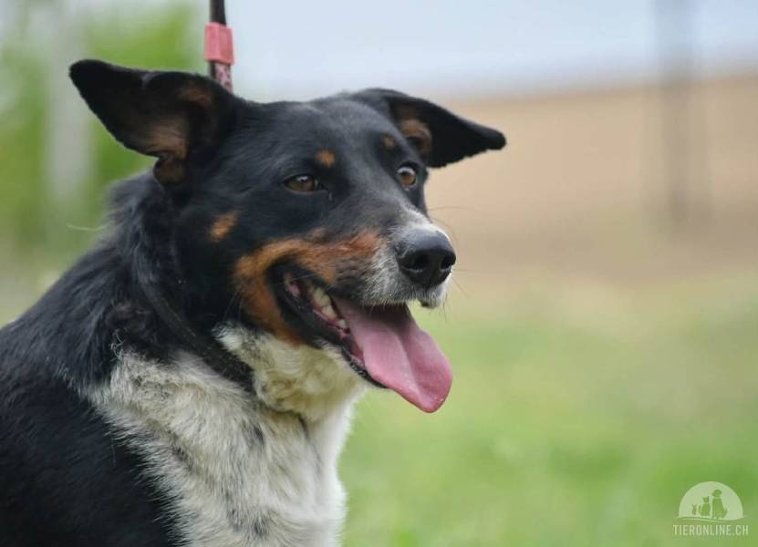 Hunde Ausland