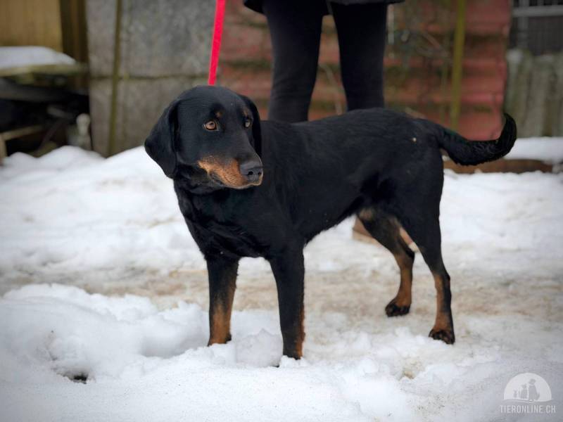 Hunde Ausland