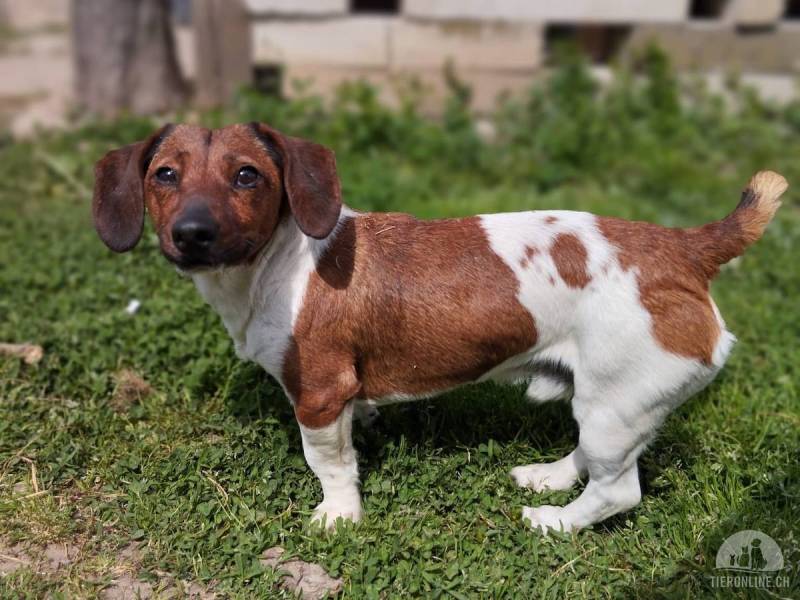 Hunde Ausland