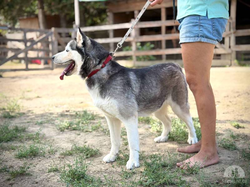 Hunde Ausland