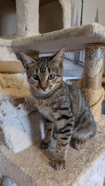 Katzen Ausland