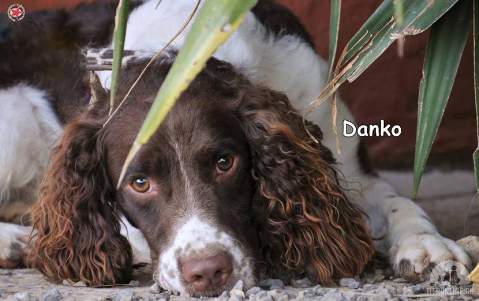Hunde Deutschland