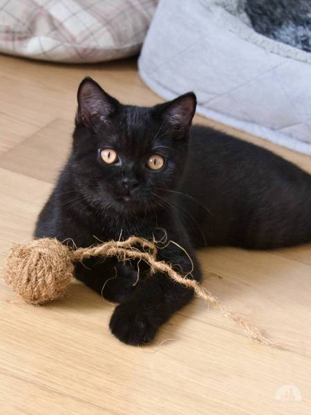 Katzen Schweiz