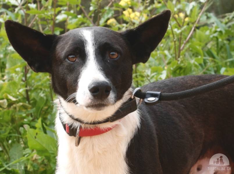 Hunde Ausland