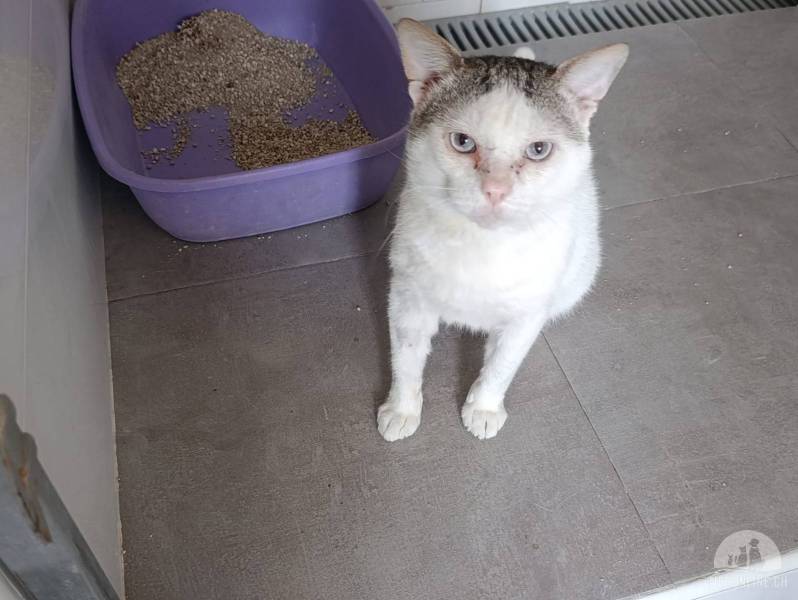 Katzen Ausland