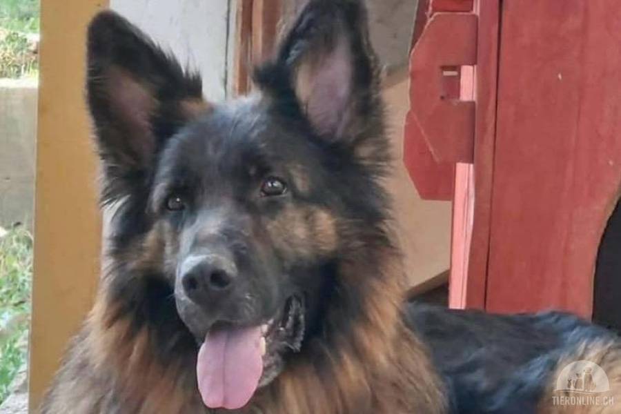 Hunde Ausland