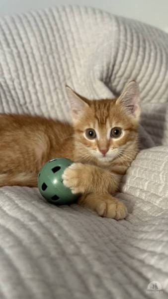 Katzen Ausland