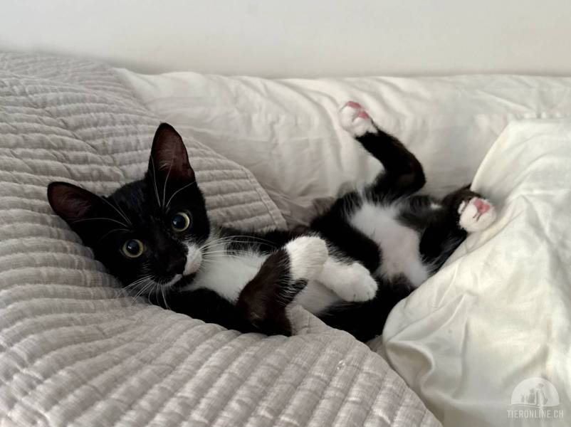 Katzen Ausland