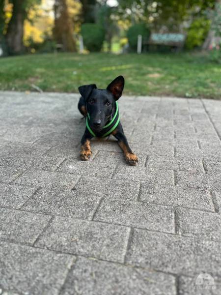 Hunde Schweiz