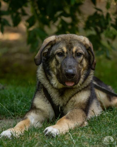 Hunde Schweiz