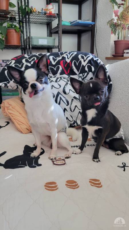 Oreo & Noxx – das Yin-und-Yang-Duo