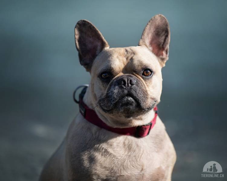 Hunde Schweiz