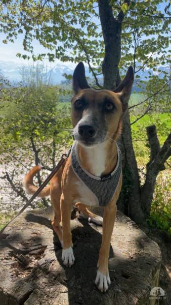 Hunde Schweiz