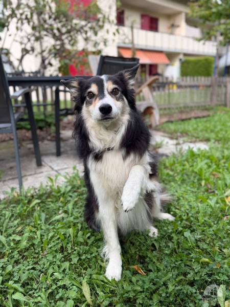 Hunde Schweiz