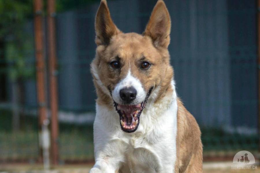 Hunde Schweiz