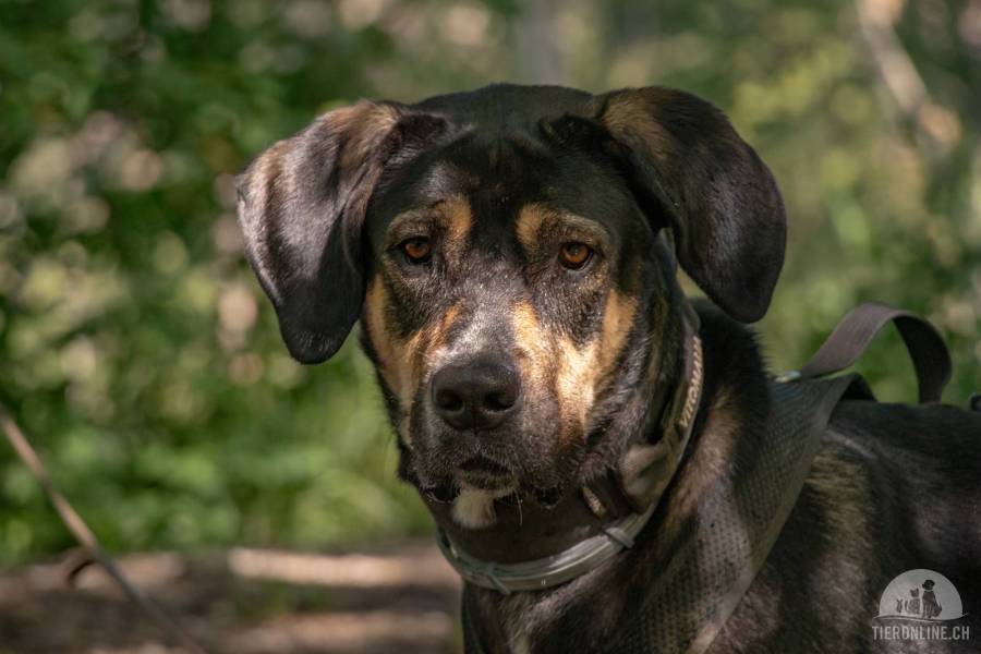Hunde Schweiz