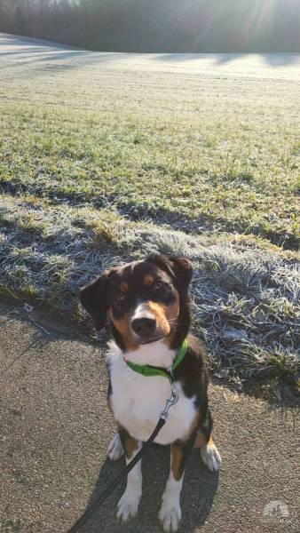 Hunde Schweiz