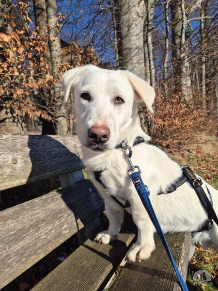 Hunde Schweiz