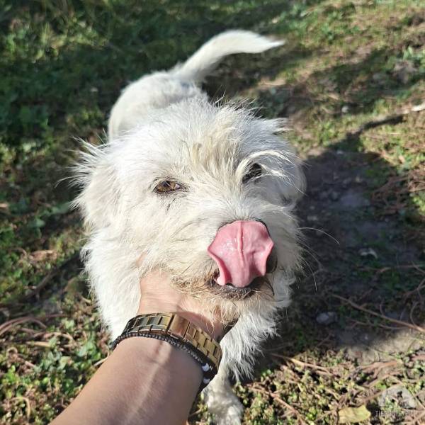 Hunde Ausland