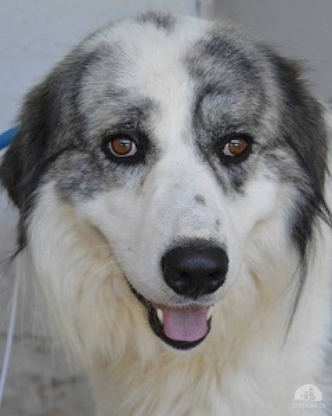 Hunde Ausland