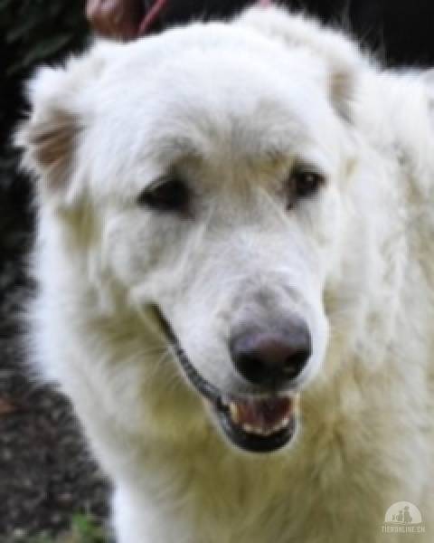 Hunde Ausland