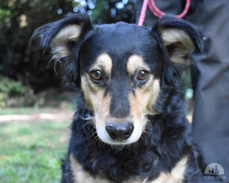 Hunde Ausland