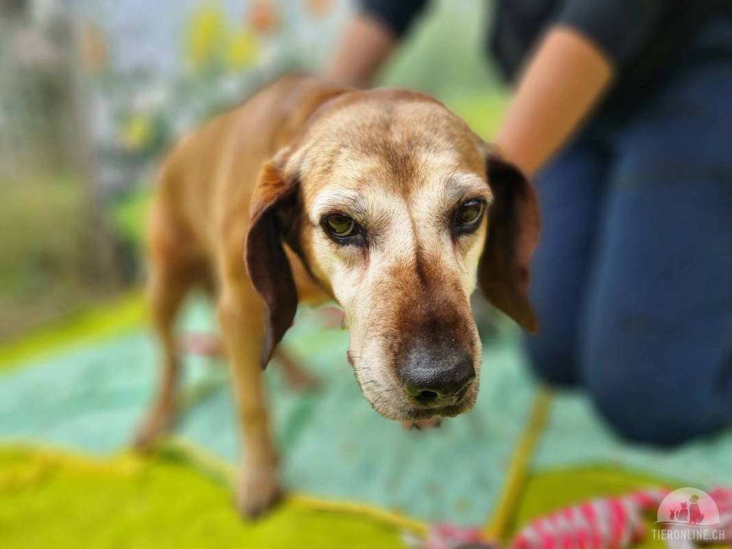 Alter Hund / Katze adoptieren