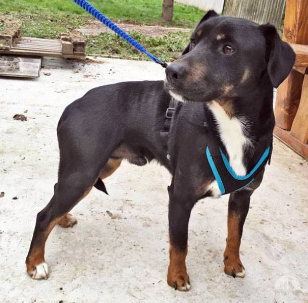 Kóla – freundlicher Terrier-Mix, versteht sich mit allen Hunden und fasst schnell Zutrauen