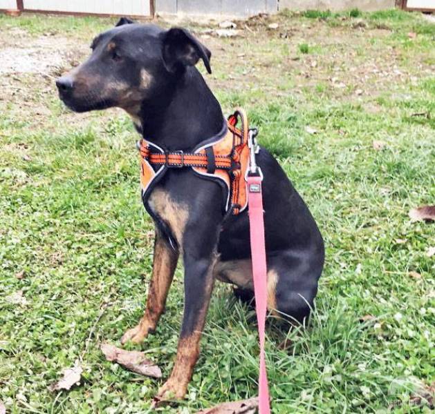 Bodza – liebe, freundliche Terrier-Mix-Hündin, die schnell Zutrauen fasst
