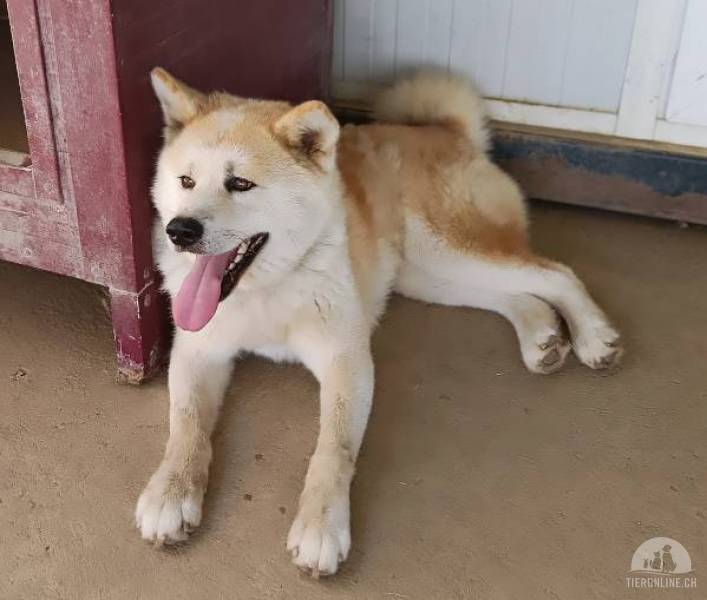 Shushu – bezaubernde Akita-Inu-Hündin, freundlich, zutraulich und aufgeschlossen