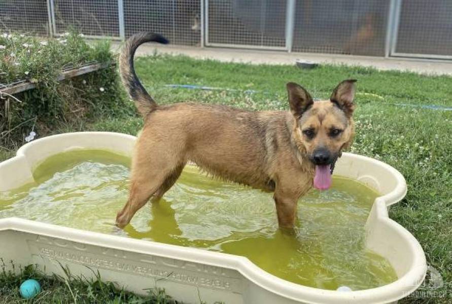 Hunde Ausland