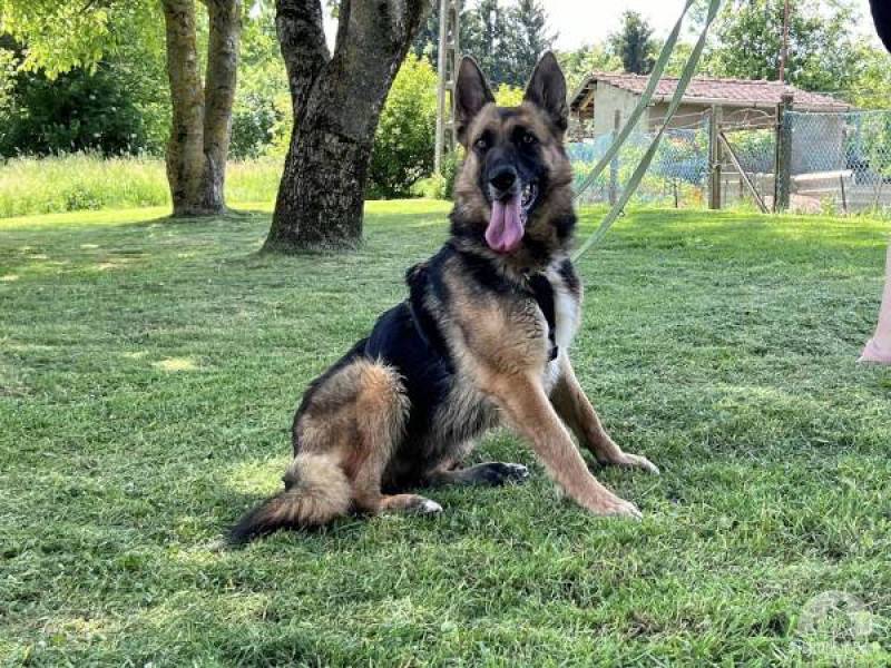 Hunde Ausland