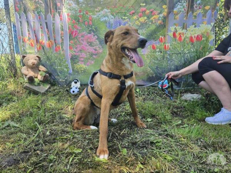 Hunde Ausland