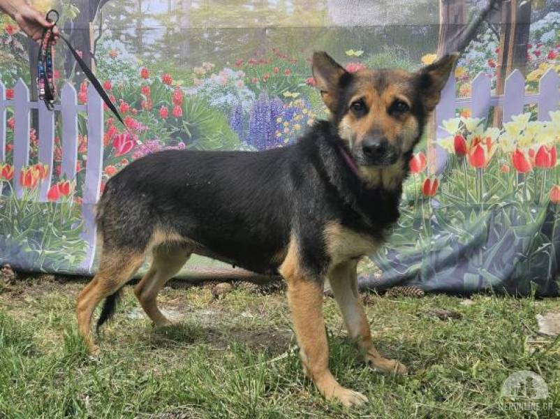 Hunde Ausland