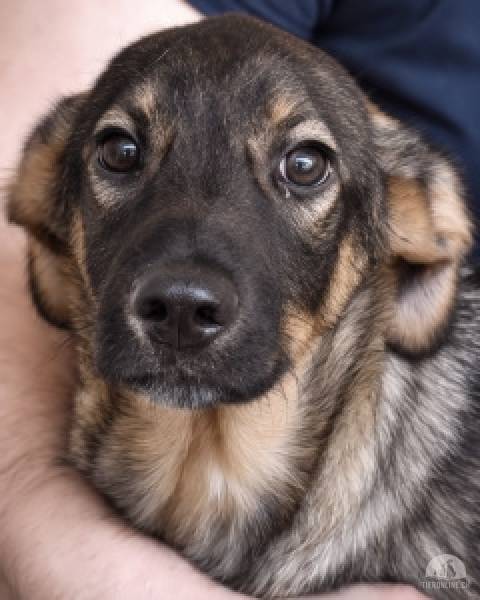 Hunde Ausland