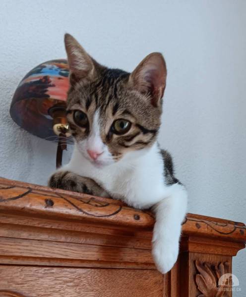 Katzen Schweiz