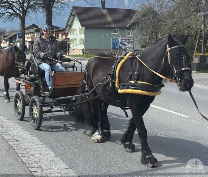 Pferdezubehör