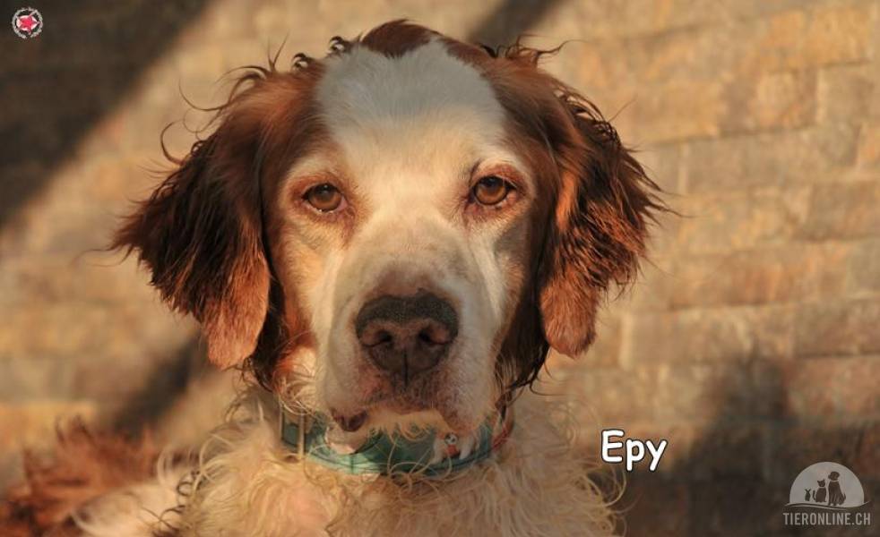 Hunde Deutschland