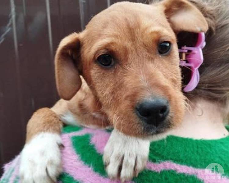 Ernie – vergnügter, kontaktfreudiger junger Rüde, agil, neugierig und sehr lieb