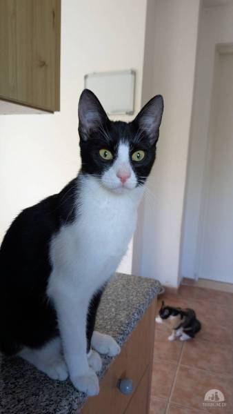 Katzen Ausland