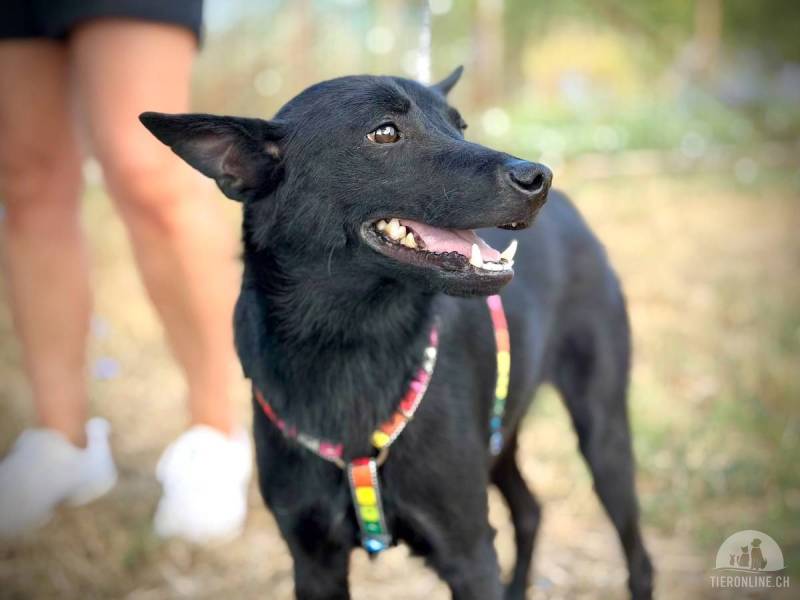 Boti – sanfter Mudi-Mix, der sich mit anderen Hunden hervorragend versteht